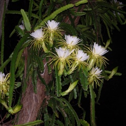 night-flowering-cactus
